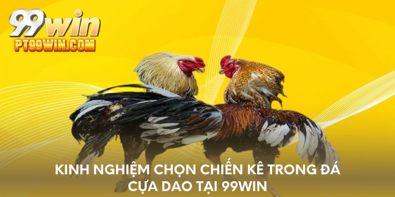Kinh nghiệm chọn chiến kê trong đá cựa dao tại 99WIN